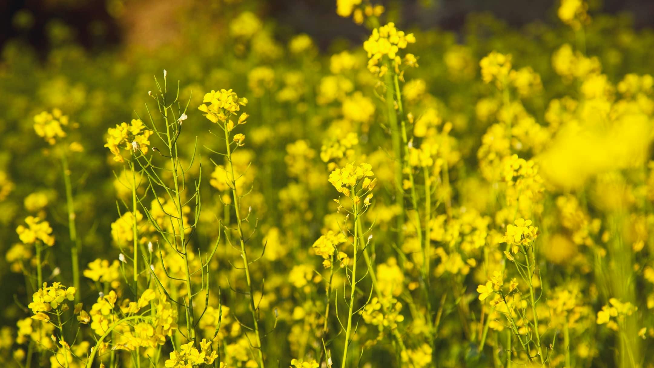 Senfkornblüte in der Natur